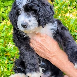 Mallow - Black and white Bernedoodle puppy in Shiloh, Georgia from Doodle Mountain