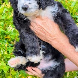 Mallow - Black and white Bernedoodle puppy in Shiloh, Georgia from Doodle Mountain