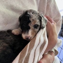 Aussiedoodle Puppies from Nottingham Aussiedoodles