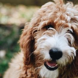 Labradoodles from Nila Shukert