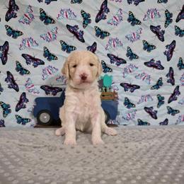 Daphne - Apricot female Labradoodle puppy in Weatherford, Texas from Oodles of poodles and doodles