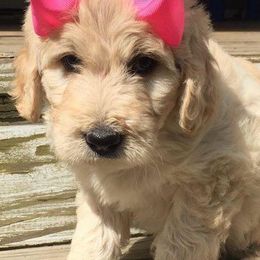 Goldendoodles from Goldendoodles Dream