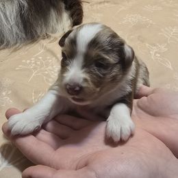 Hilda - Red merle female Miniature American Shepherd puppy in Vancouver, Washington from BonDrew's Miniature American Shepherds