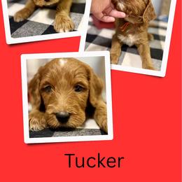 Tucker - Red male Irish Doodle puppy in Bluefield, Virginia from Love on a Leash