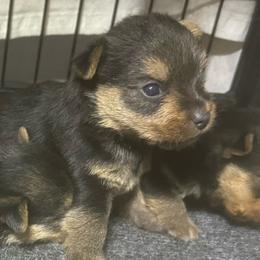 Oscar - Black and tan male Norwich Terrier puppy in Groesbeck, Texas from Ranch 4M