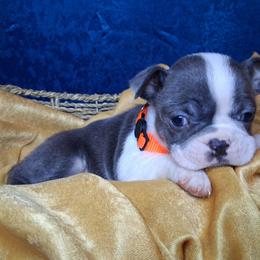 Noland - Lilac male Boston Terrier puppy in Smallett, Missouri from B's Bostons