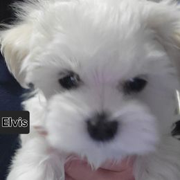 Boy 1 - White Maltese puppy in Kane, Pennsylvania from Emerald Maltese