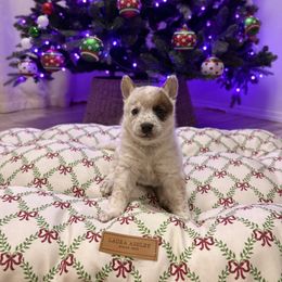 Riven - Red mottled male Australian Cattle Dog puppy in Tucson, Arizona from Soqui Ortiz Cattle Ranch