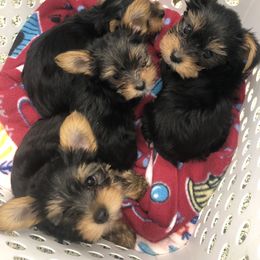 Yorkshire Terrier Puppies from Jackie Jenny’s Precious Yorkies