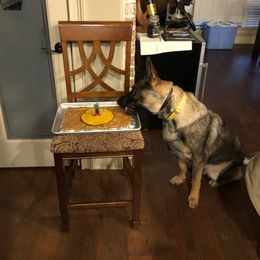 German Shepherd All Grown Up from A2 German Shepherd Dogs