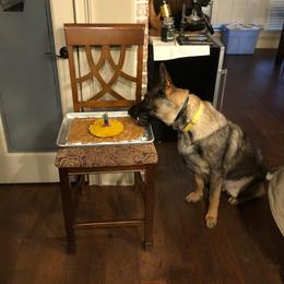 German Shepherd All Grown Up from A2 German Shepherd Dogs