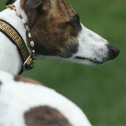 Whippet All Grown Up from Jamminwhippets