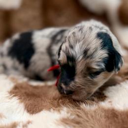 Red collar - Blue merle male Miniature Australian Shepherd puppy in 32046, Florida from River Hill Ranch