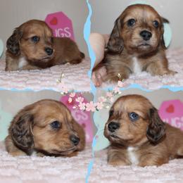Blaze(blue collar) - Dapple male Dachshund puppy in Pope, Mississippi from Anna’s Mini Doxies