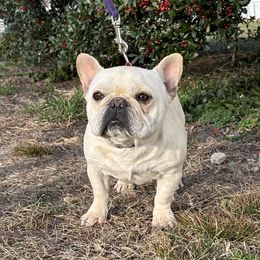 Summer - French Bulldog