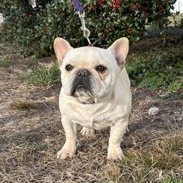 Summer - French Bulldog