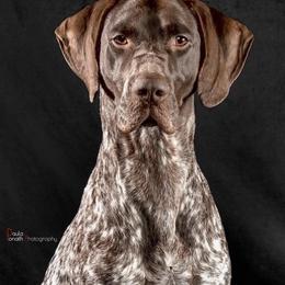 German Shorthaired Pointer All Grown Up from Halestorm Kennel