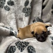 Khaleesi x Vermy 1 - Bronze male Xoloitzcuintli puppy in Hico, Texas from Amayla Kennels