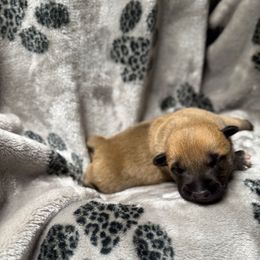 Khaleesi x Vermy 1 - Bronze male Xoloitzcuintli puppy in Hico, Texas from Amayla Kennels