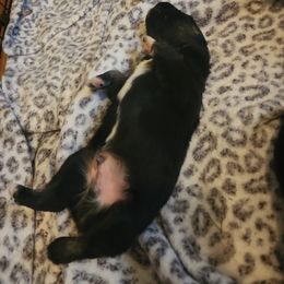 Miniature Australian Shepherd Puppies from Carter's Cuties