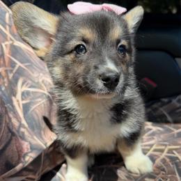 Winnie of Transylvania - Black and tan female American Corgi puppy in Grants Pass, Oregon from KnR Antler Dogs ~ Labrador Retrievers & Corgis