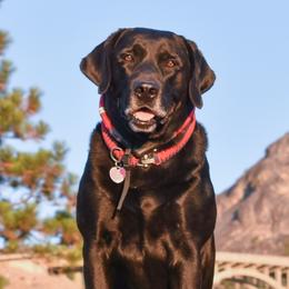 Jack - Labrador Retriever