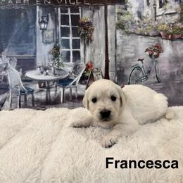 Francesca - Light golden female Golden Retriever puppy in Conroe, Texas from Tails of Cypress