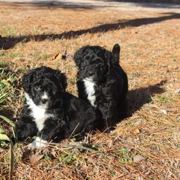 Aussiedoodle, Bernedoodle, and Poodle Puppies from Miller's Doodles