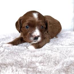 Tex - Apricot male Cavapoo puppy in Pasco, Washington from Columbia Basin Puppies