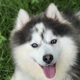 Slater - Pomsky