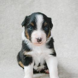 Cowboy - Black tri-color male Australian Shepherd puppy in Aberdeen, North Carolina from Huckleberry Hill Aussies LLC.
