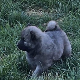 Boy 2 - Sable Eurasier puppy in Soap Lake, Washington from Falling Cedar Farm Samoyeds and Eurasier’s