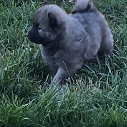Boy 2 - Sable Eurasier puppy in Soap Lake, Washington from Falling Cedar Farm Samoyeds and Eurasier’s