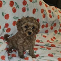 Gidget - Red female Cavapoo puppy in Copan, Oklahoma from Lebel Cavapoos