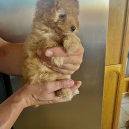 Poodle Puppies from ItalianToyPoodles