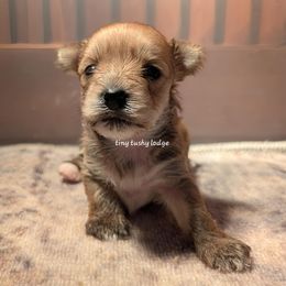 AKC blonde girl - Tan and white female Yorkshire Terrier puppy in Greencastle, Indiana from Tiny Tushy Lodge