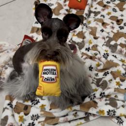Kai price is 4900 - Parti male Miniature Schnauzer puppy in San Antonio, Texas from Texas Blessed Schnauzers