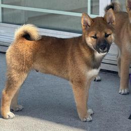 Blake - Sesame male Shiba Inu puppy in Elizabeth, New Jersey from Shiba Inu Loving Care