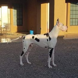 Janeiro - Great Dane