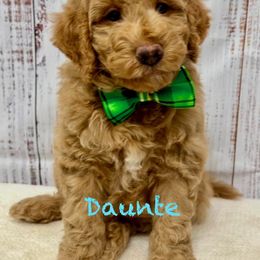 Dante - Red  male Goldendoodle puppy in Gilbert, Arizona from Gilbert Az Doodles