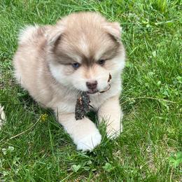 Zion - Red and white male Pomsky puppy in Rathdrum, Idaho from Smart Pomskies and Frenchies
