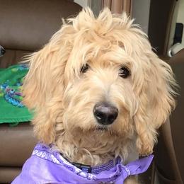 Goldendoodle and Golden Retriever All Grown Up from Milligan Valley