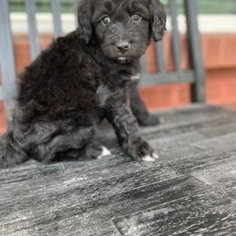 Bernedoodle Puppies from Coco Avenue Pups