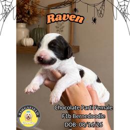 Raven - Brown and white female Bernedoodle puppy in High Point, North Carolina from Kingsfield Doodles