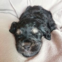 Kinder - Phantom male Bernedoodle puppy in Travelers Rest, South Carolina from Bernedoodle.do