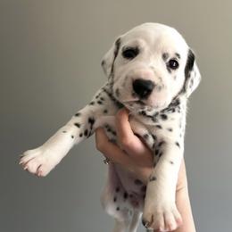 Gravy/dark purple collar - Dalmatian puppy from Green Acre Dalmatians
