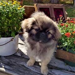 Tibetan Spaniel Puppies from Runningbrook