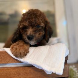 Red - Sable male Poodle puppy in Wisconsin Rapids, Wisconsin from Clementi Pearl Golden and Poodle