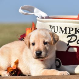 Red collar - Yellow female Labrador Retriever puppy in Gober, Texas from Trigger Time Kennels