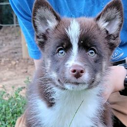 Male 2 - Tri-color male Pomsky puppy in Gladstone, Virginia from Rustic Charms Miniature Huskys